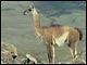 Guanaco